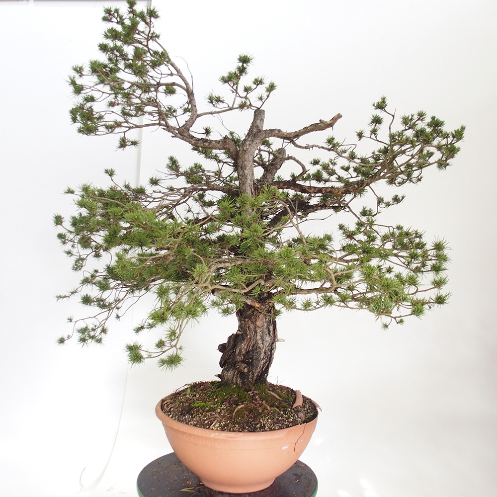 Yamadori - Pinus sylvestris Spain