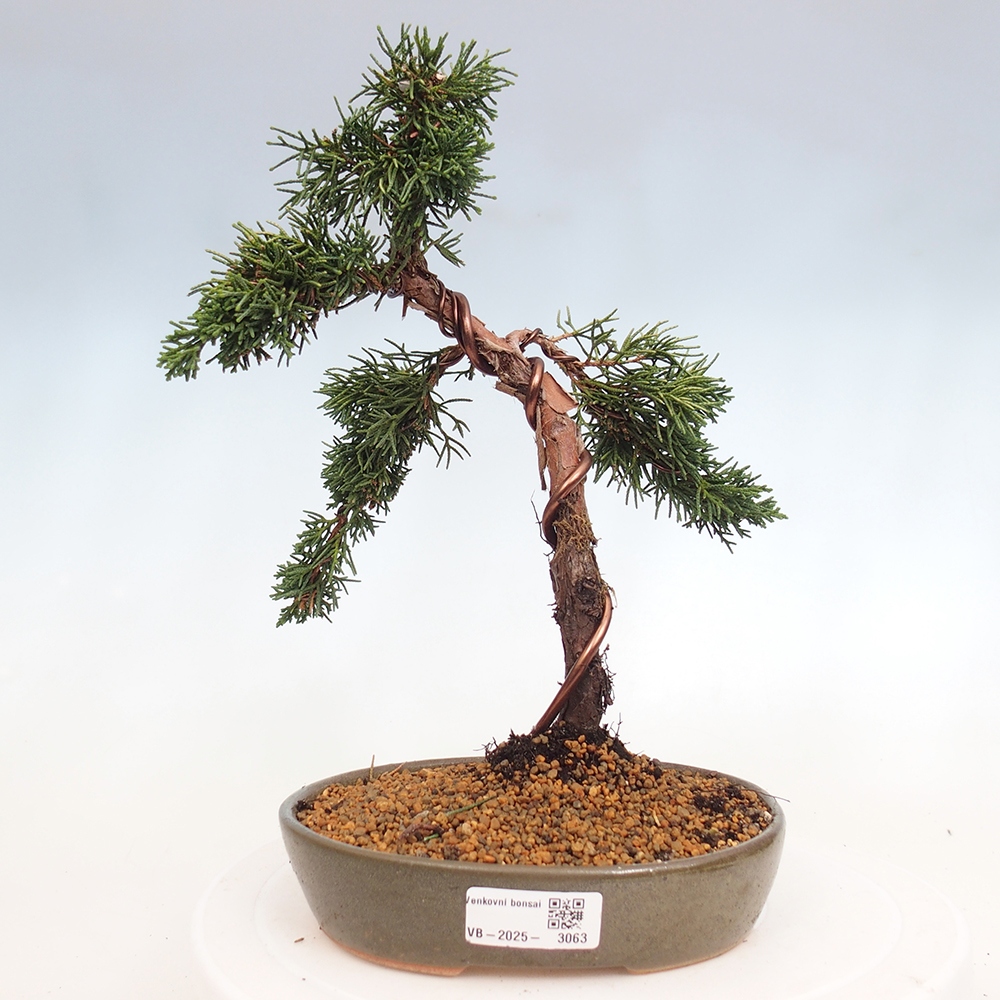 Outdoor bonsai - Juniperus chinensis Kishu - Chinese Juniper