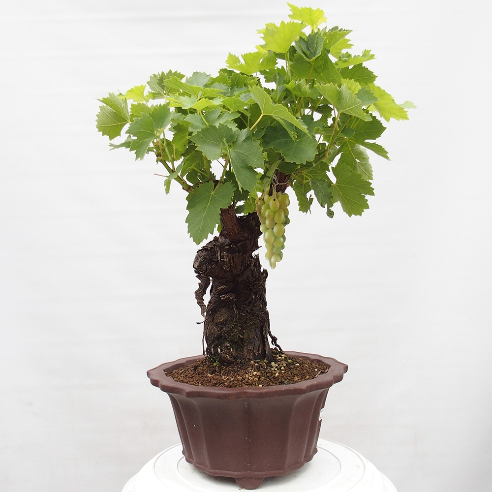 Outdoor bonsai - Vitis vinnifera MUSKAT ITALIA  - Grapevine