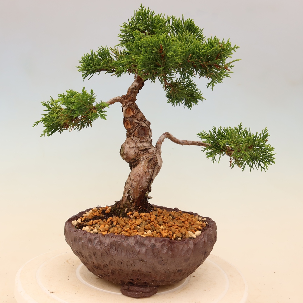 Outdoor bonsai - Juniperus chinensis Itoigawa