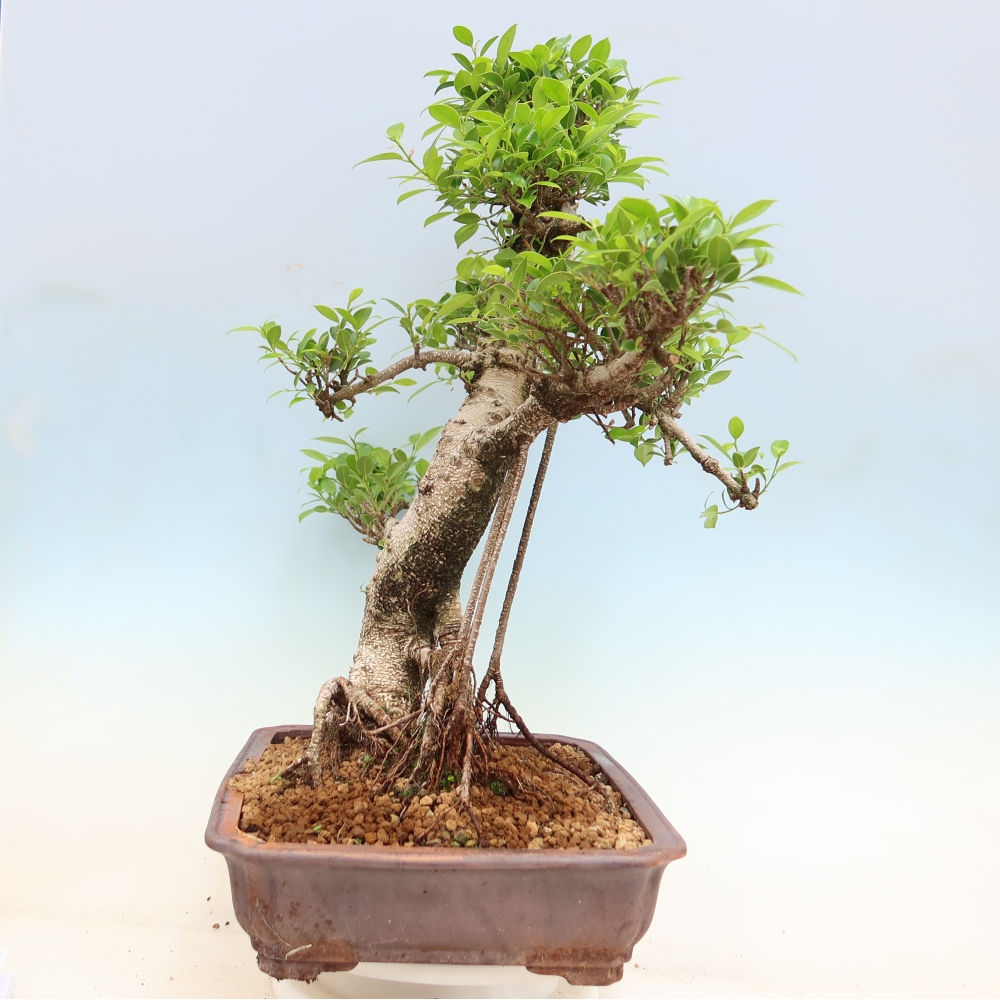 Room bonsai - Ficus kimmen - small-leaved ficus