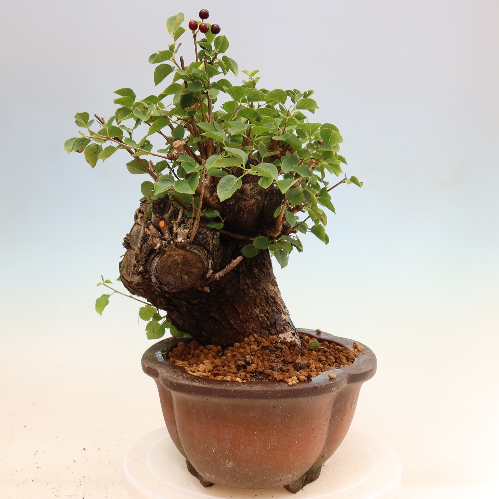 Outdoor Bonsai - Mahaleb - Prunus mahaleb