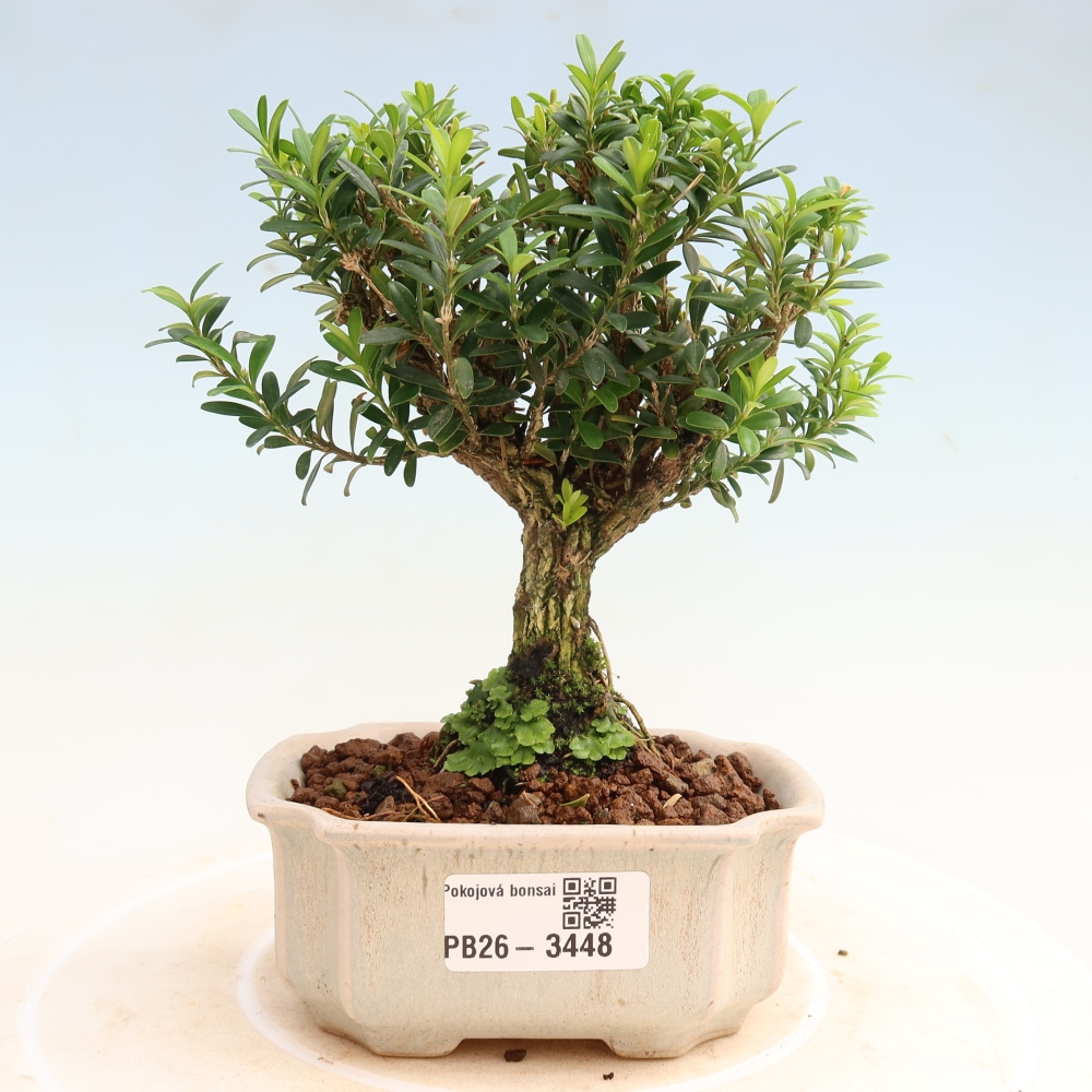Room bonsai - Buxus harlandii - cork buxus