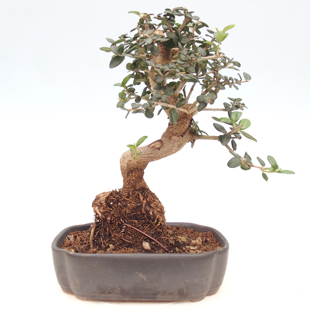 Indoor bonsai - Olea europaea sylvestris