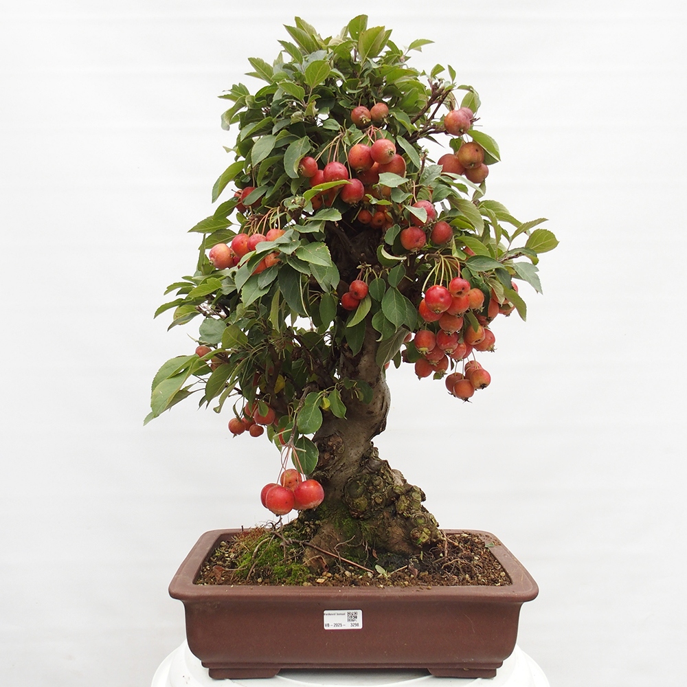 Outdoor bonsai - Malus halliana - Small-fruited apple tree