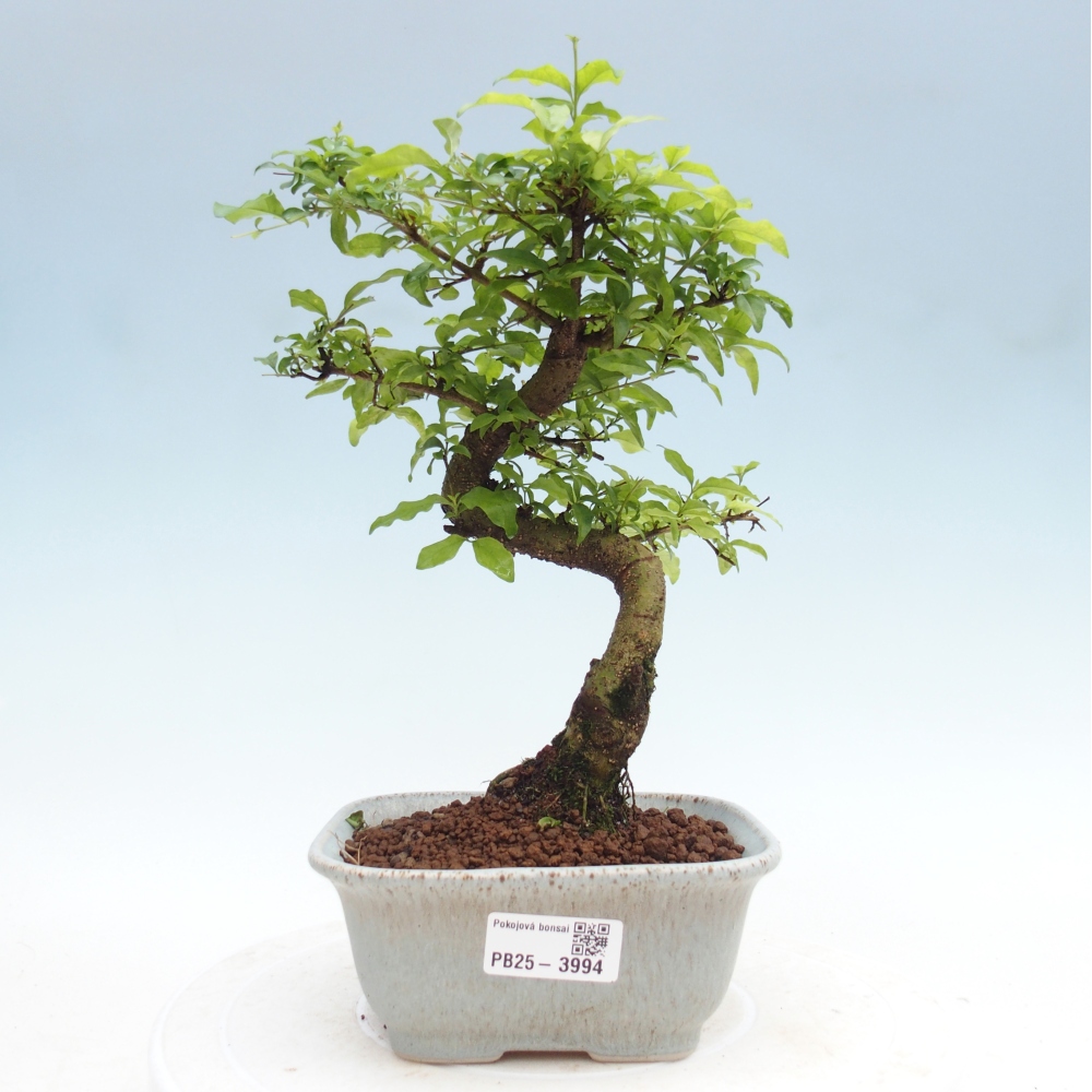 Room bonsai -Ligustrum chinensis - Birds Beak