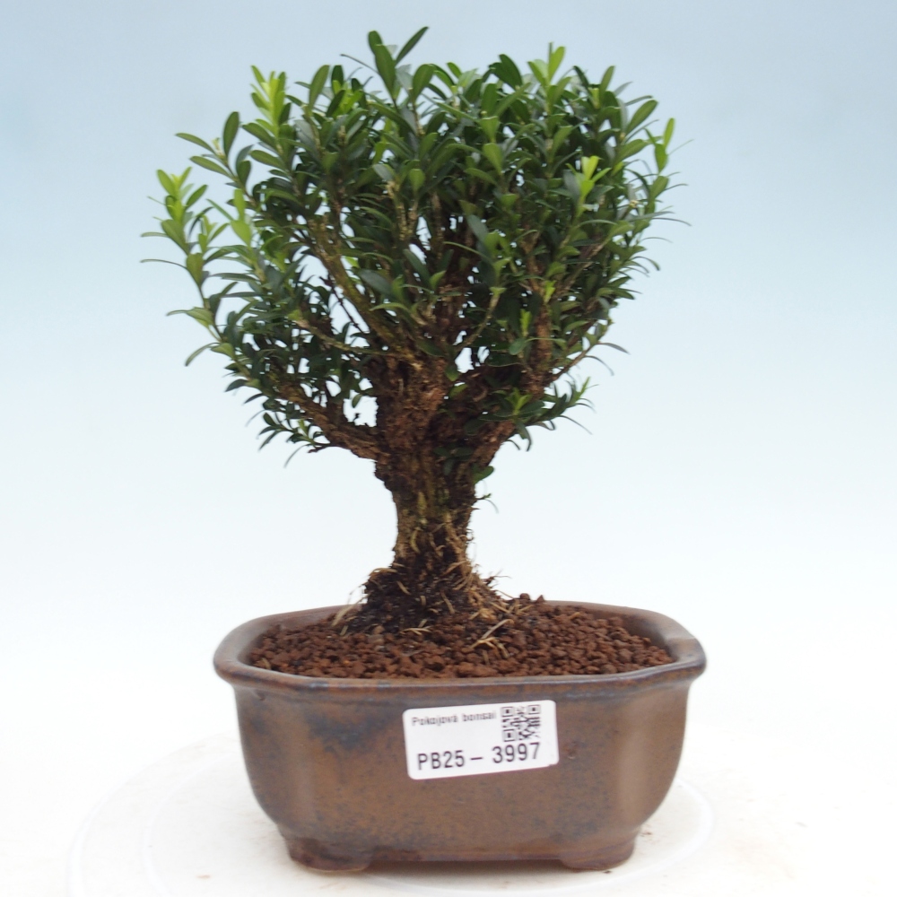 Room bonsai - Buxus harlandii - cork buxus