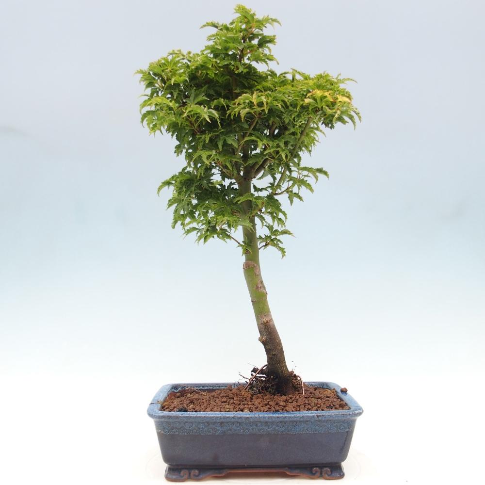 Outdoor bonsai - Acer palmatum Shishigashira maple