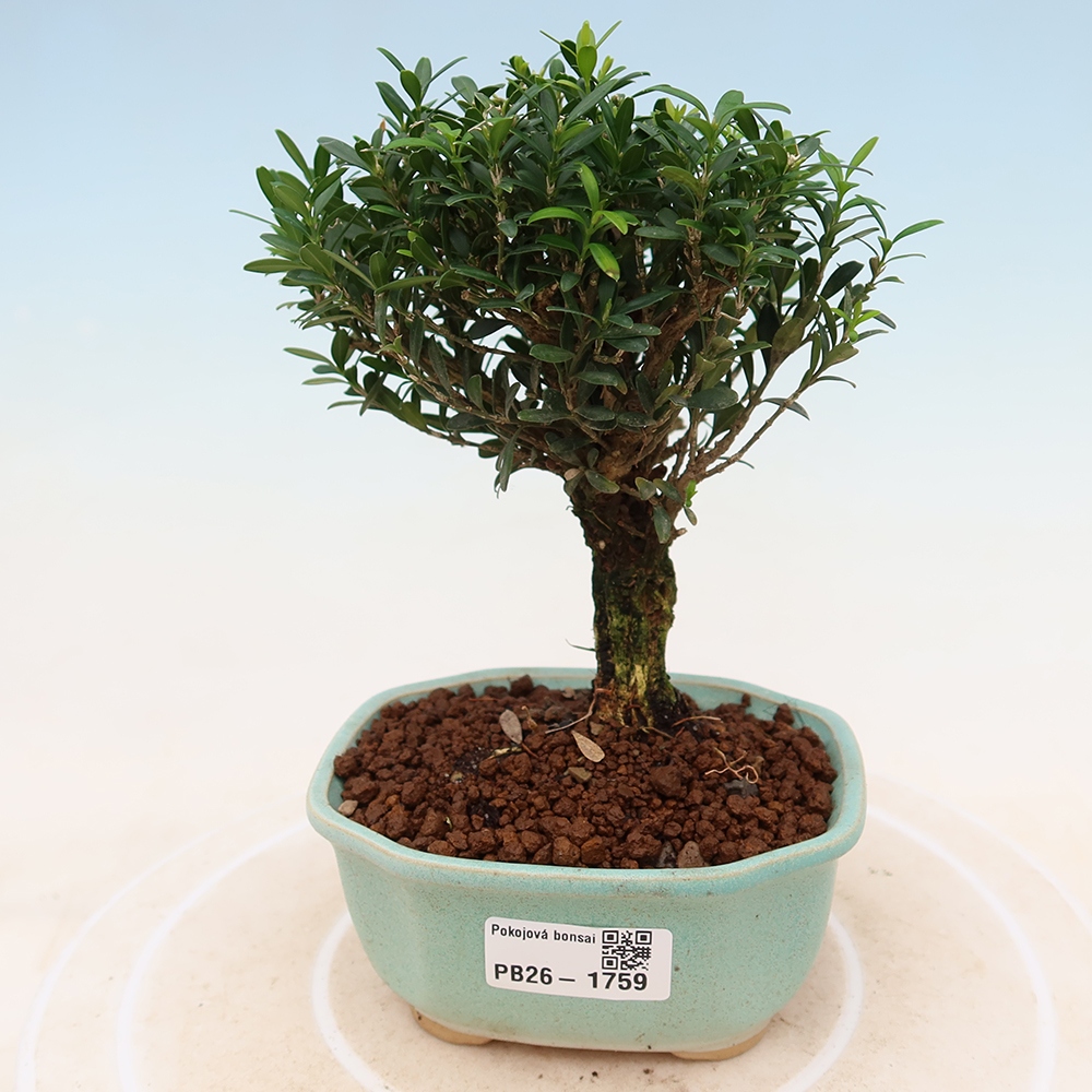 Room bonsai - Buxus harlandii - cork buxus