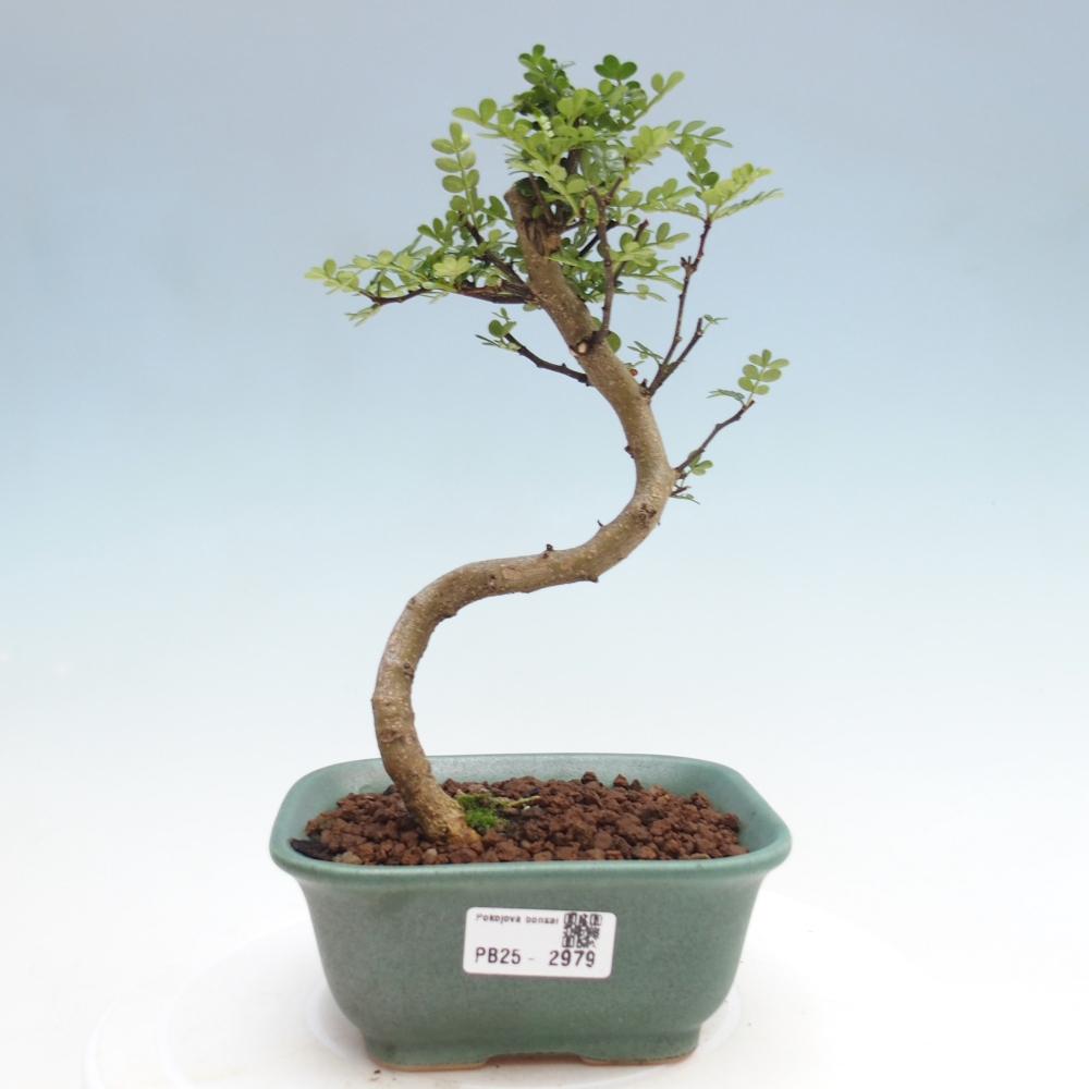 Indoor bonsai - Zantoxylum piperitum - Peppermint