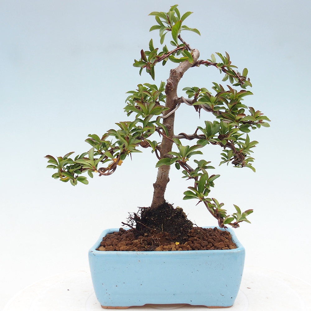 Outdoor bonsai-Pyracantha Teton -Hlox