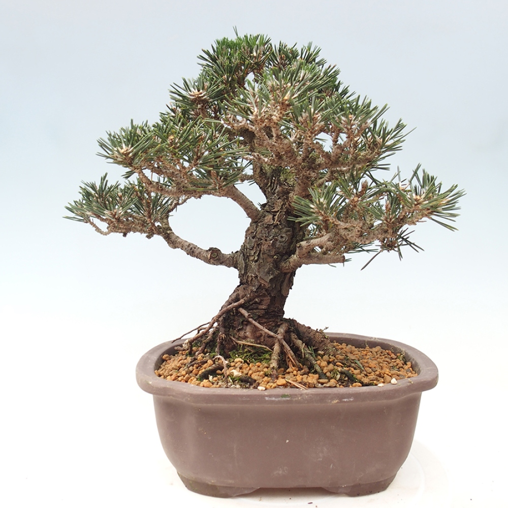 Outdoor bonsai - Pinus thunbergii Kotobuki - Thunberg pine