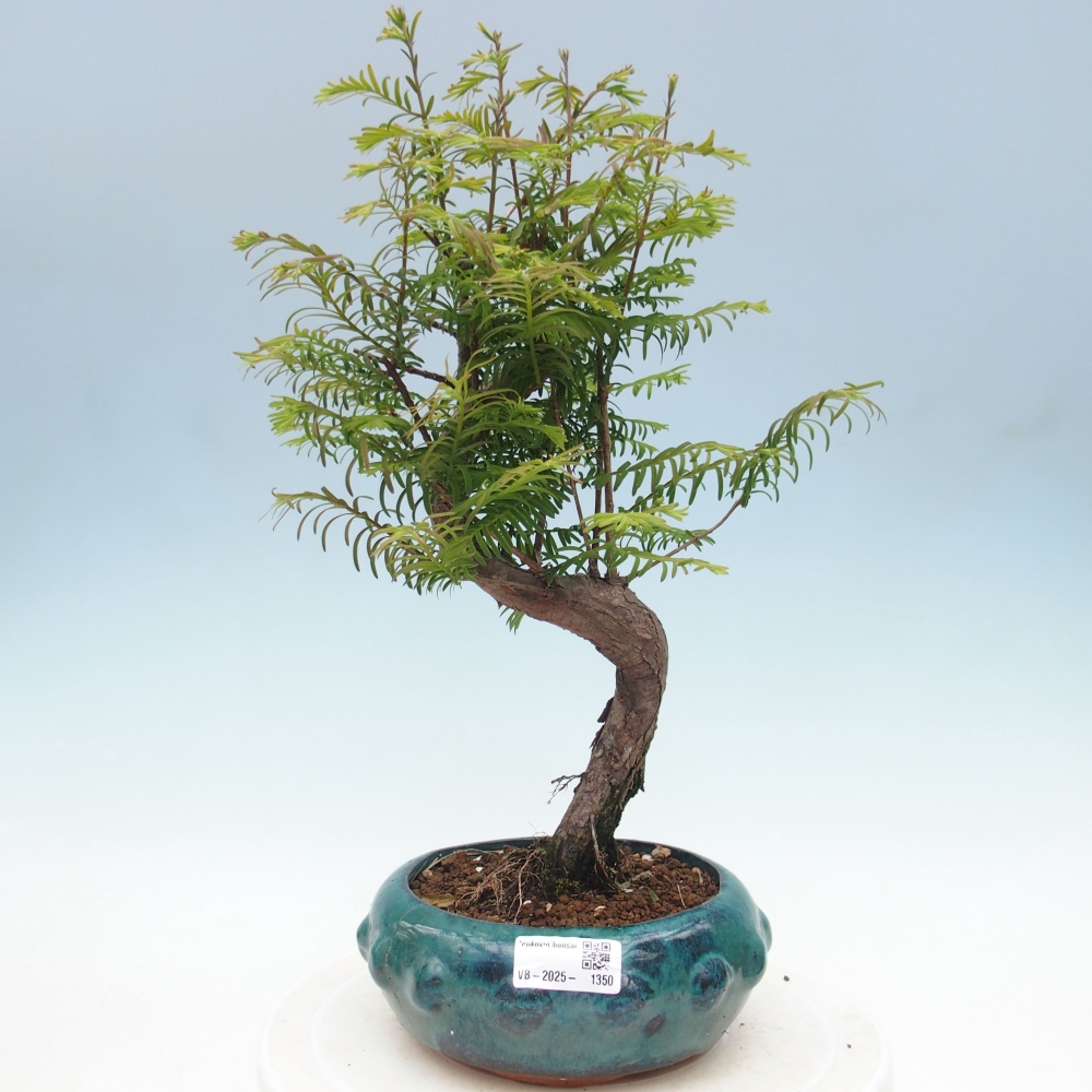 Outdoor bonsai - Metasequoia glyptostroboides - Chinese Metasequoia