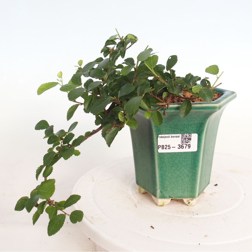 Indoor bonsai - Grewia occidentalis - Lavender Starfish
