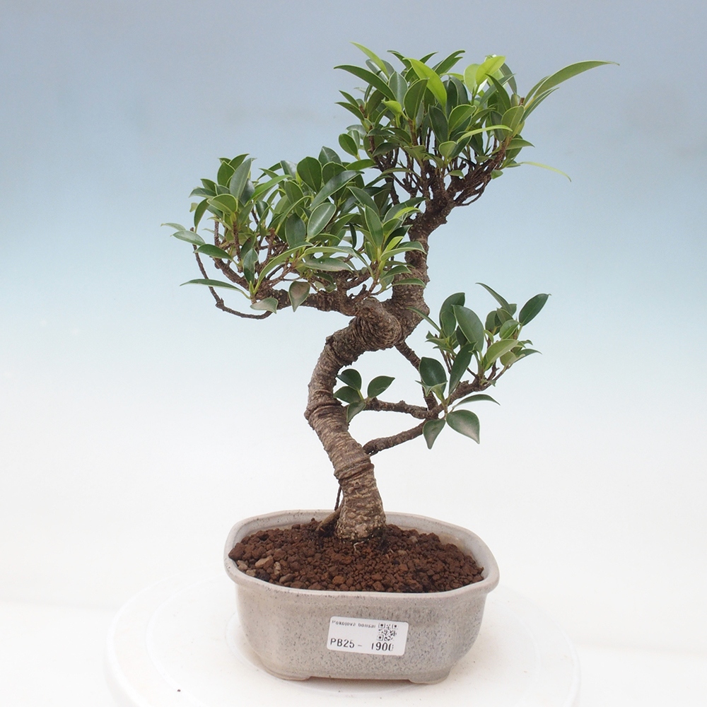 Indoor bonsai - Ficus retusa - small ficus