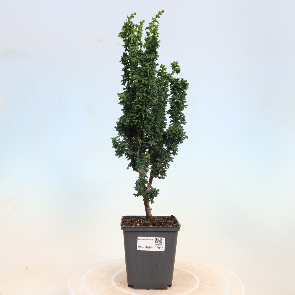 Outdoor bonsai - Cham. obtusa SEKKA HINOKI - Cypress