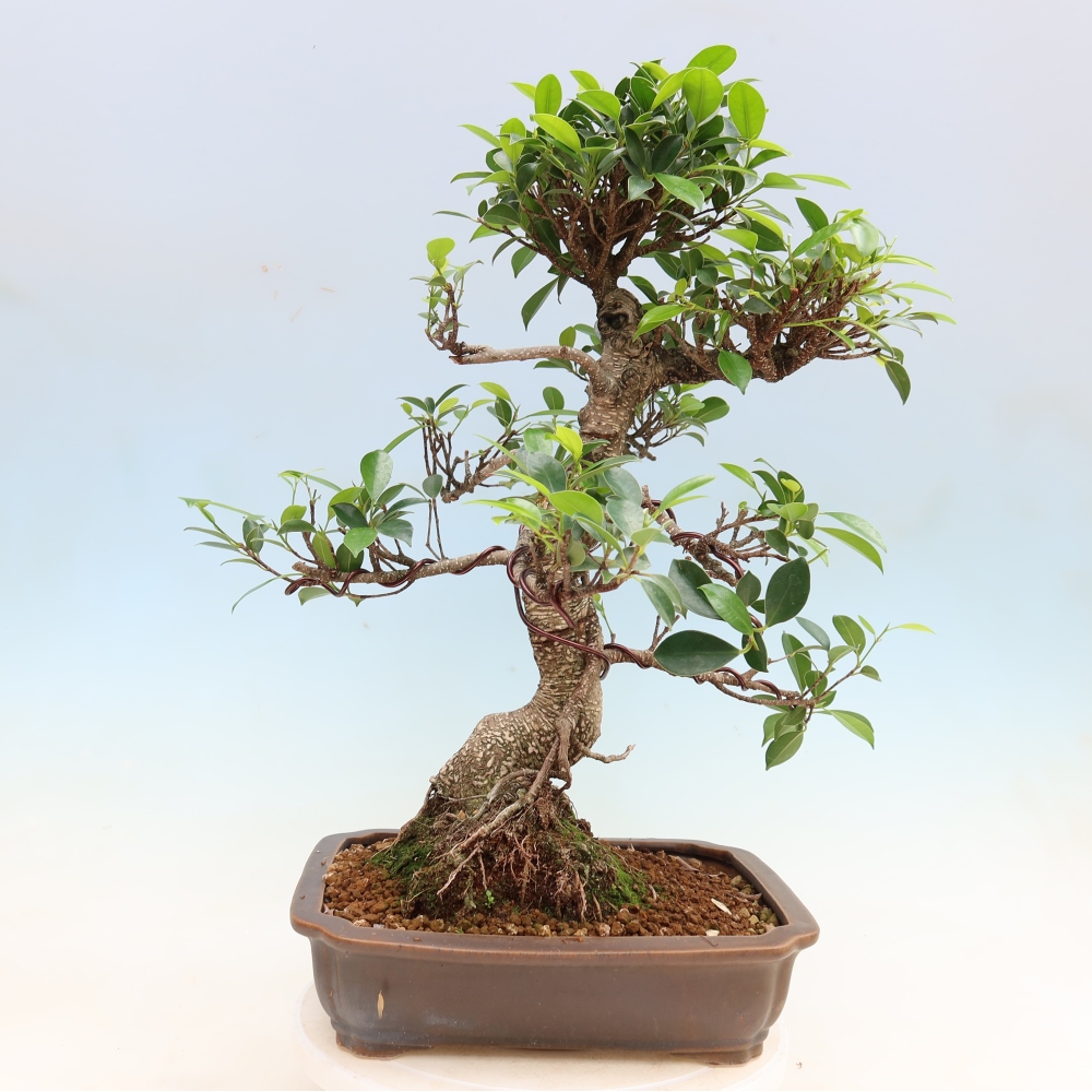 Room bonsai - Ficus kimmen - small-leaved ficus