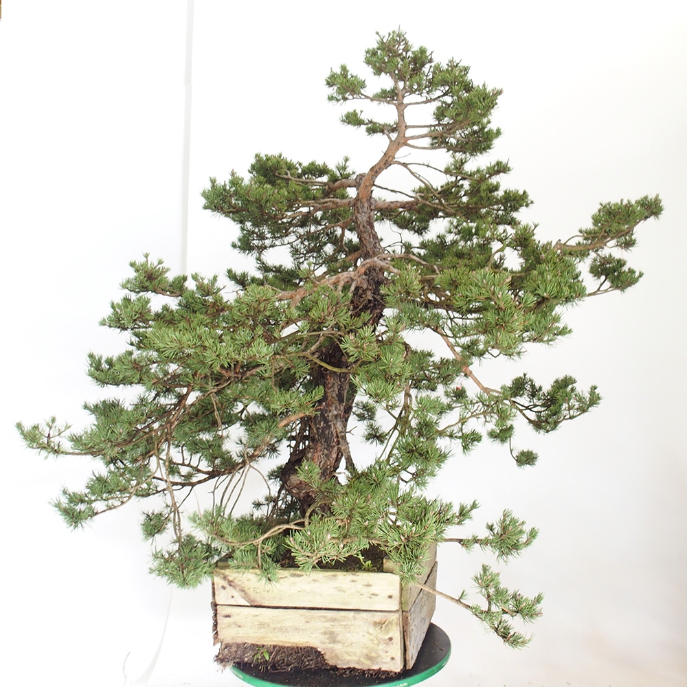 Yamadori - Pinus sylvestris Spain