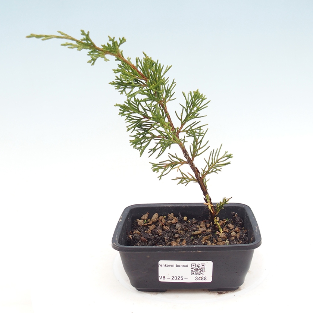Outdoor bonsai - Juniperus chinensis Itoigawa - Chinese juniper