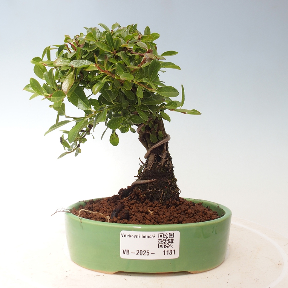 Outdoor bonsai - Salix - Willow