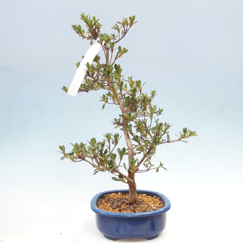Outdoor bonsai - Japanese Azalea - Azalea Yoko