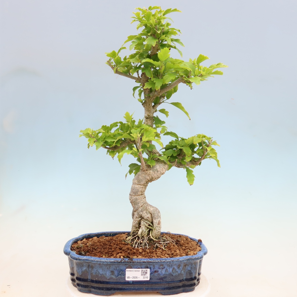 Outdoor Bonsai - Hibiscus syriacus - Syrian Hibiscus