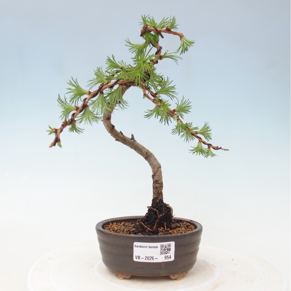 Outdoor bonsai - Larix Kaempferi - Japanese Larch
