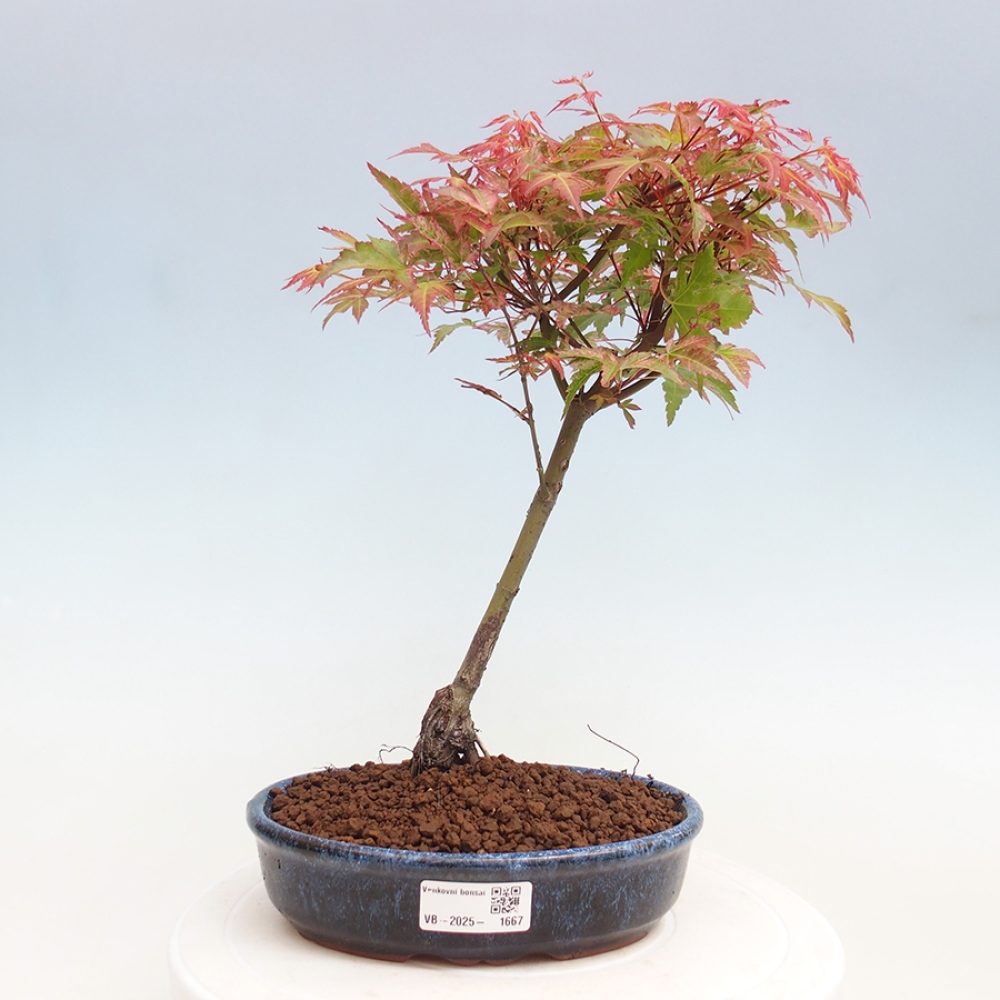 Maple - Acer palmatum Beni Tsukasa