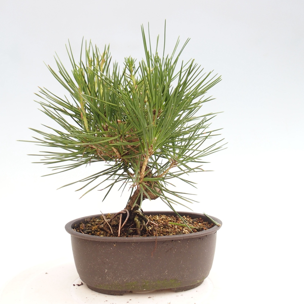 Outdoor bonsai - Pinus thunbergii - Thunbergia pine