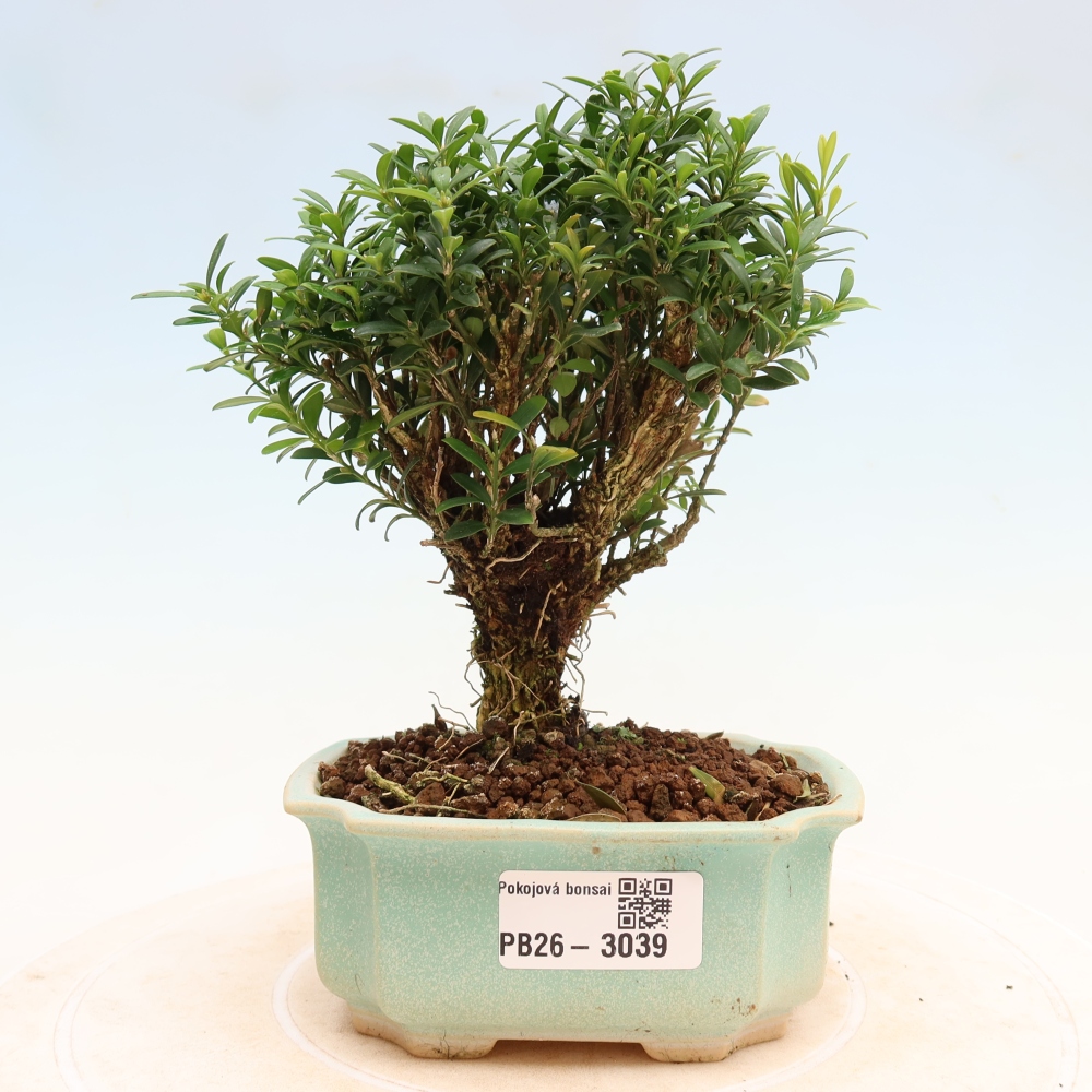 Room bonsai - Buxus harlandii - cork buxus