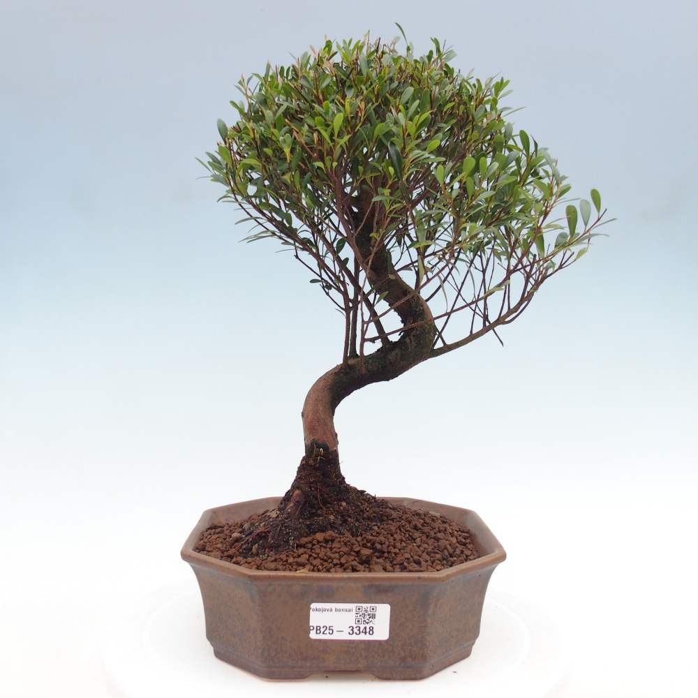 Room bonsai - Syzygium - Pimento