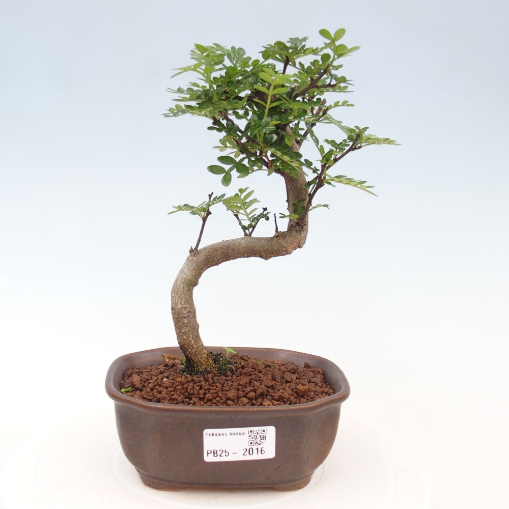 Indoor bonsai - Zantoxylum piperitum - Peppermint