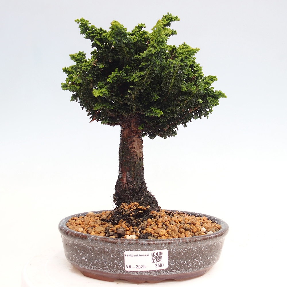 Outdoor bonsai - Cham. obtusa SEKKA HINOKI - Cypress