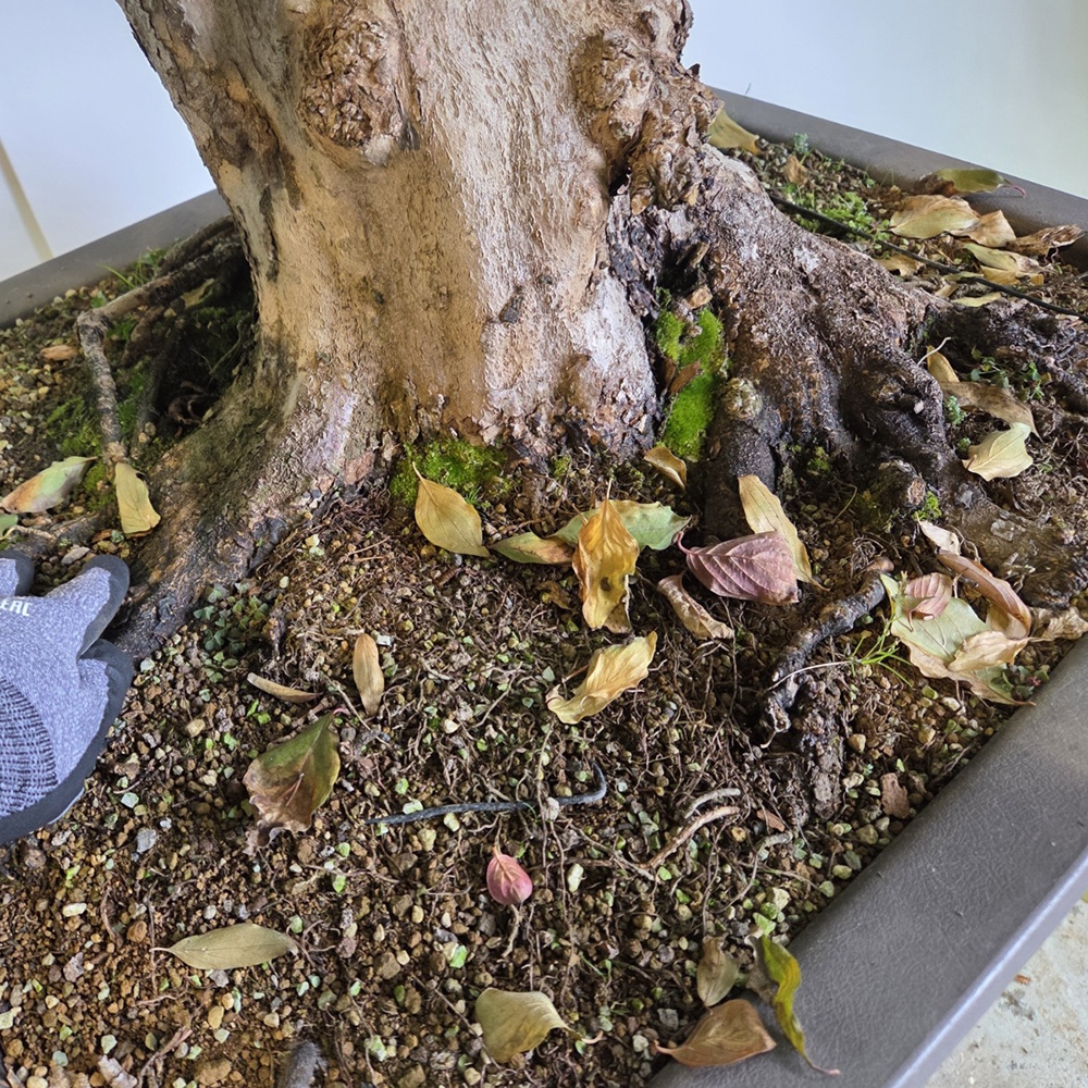 Outdoor bonsai Dogwood - Cornus Mas