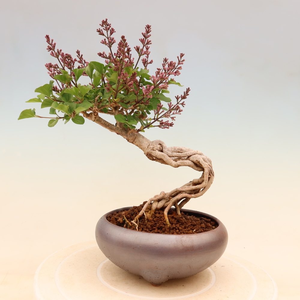 Outdoor bonsai - Syringa microphylla - small-flowered lilac