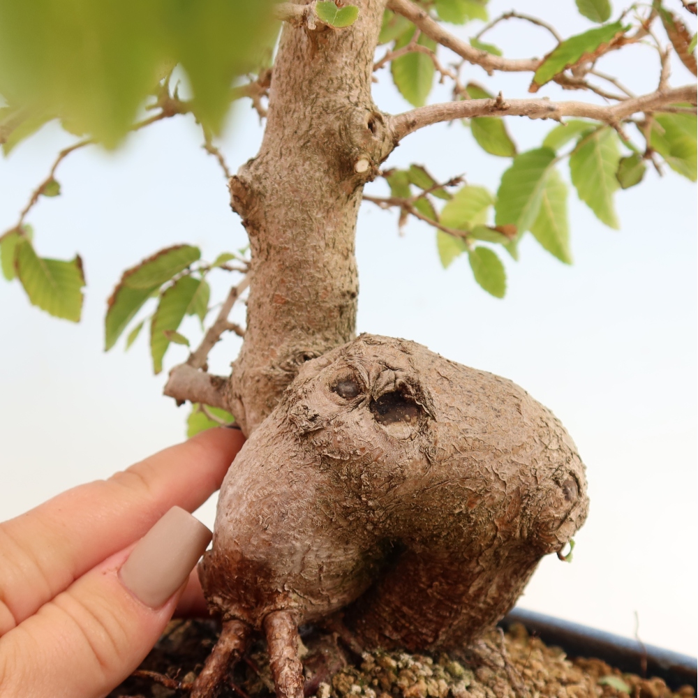 Outdoor bonsai -Carpinus CARPINOIDES - Korean Hornbeam
