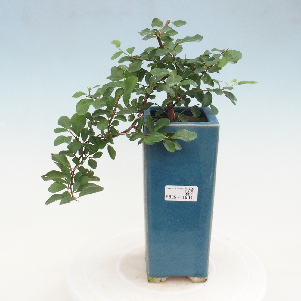 Indoor bonsai - Grewia occidentalis - Lavender star