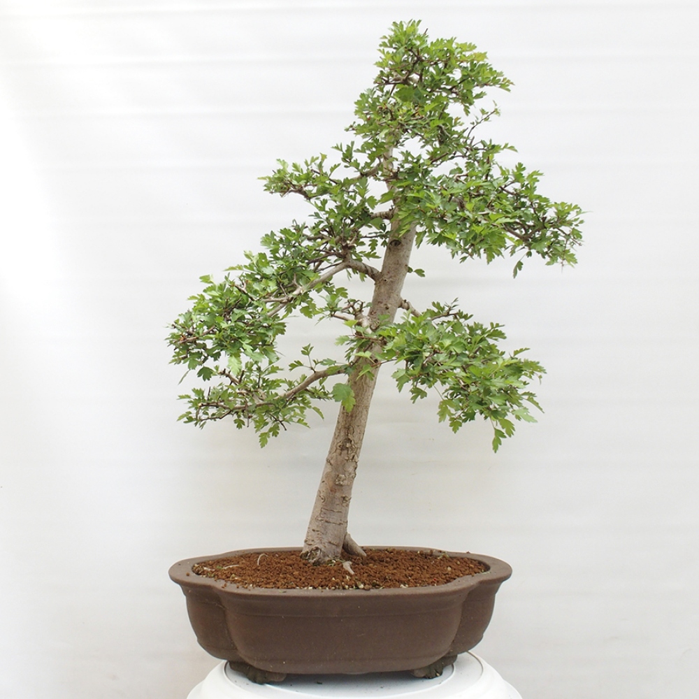 Outdoor bonsai - Hawthorn - Crataegus monogyna