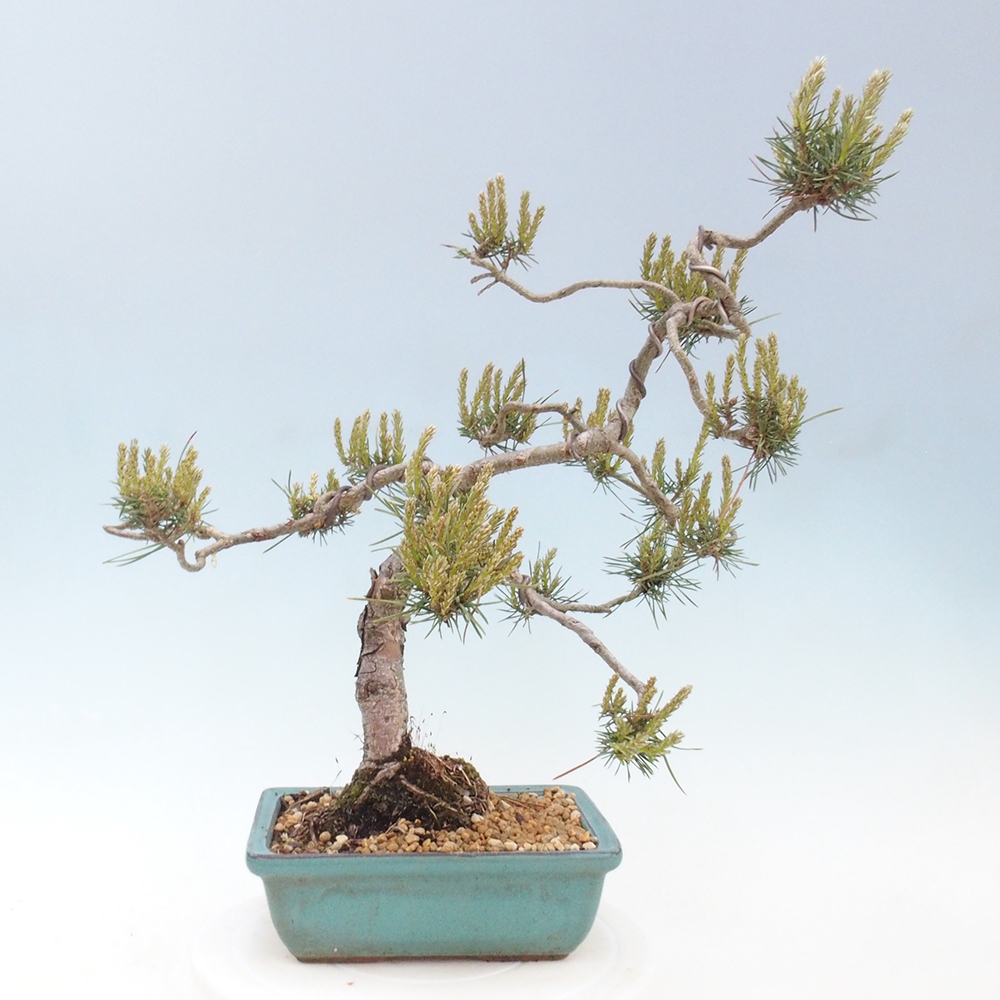 Outdoor bonsai - Pinus Sylvestris - Scots pine