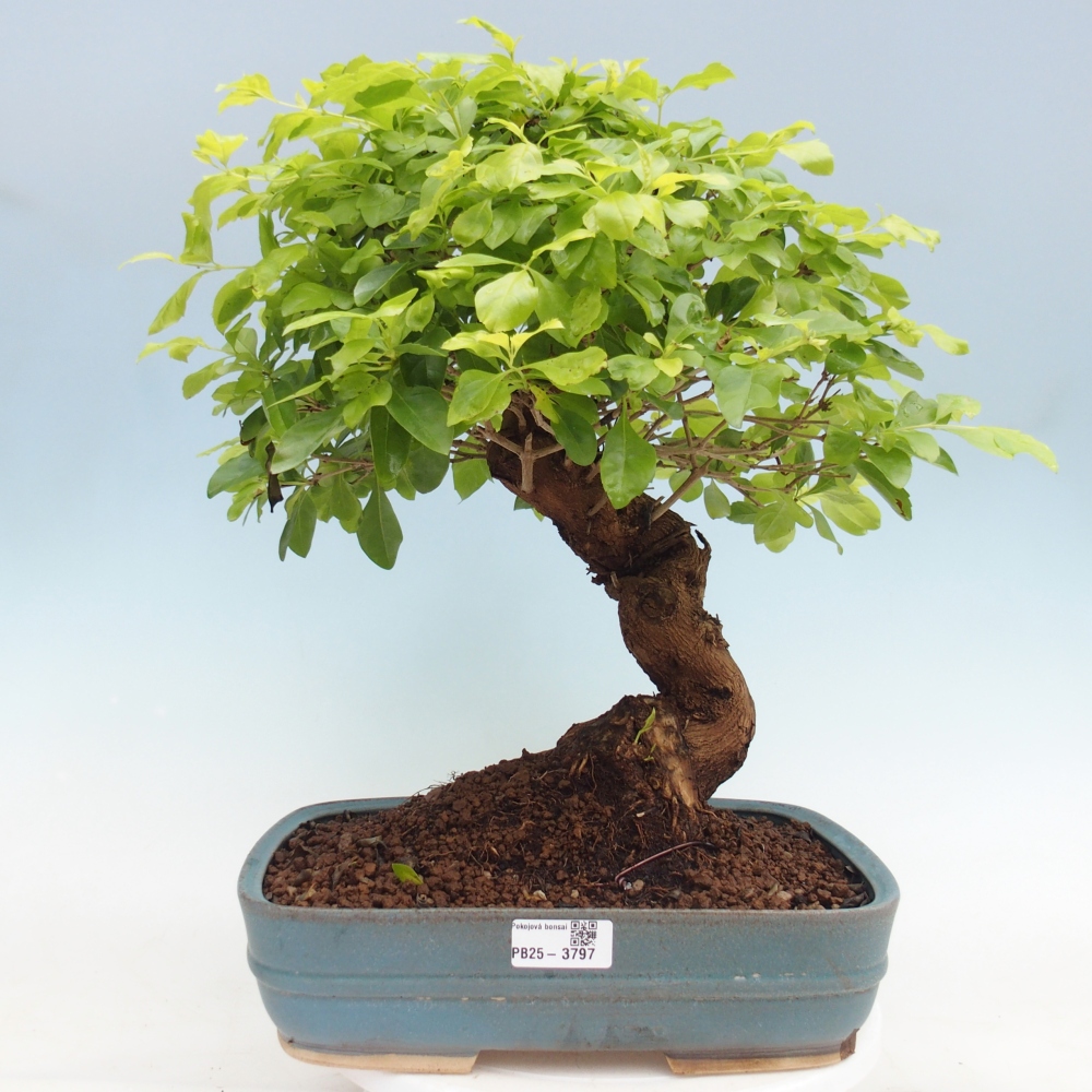 Room bonsai - Duranta erecta Aurea - PERSONAL COLLECTION ONLY or pallet transport