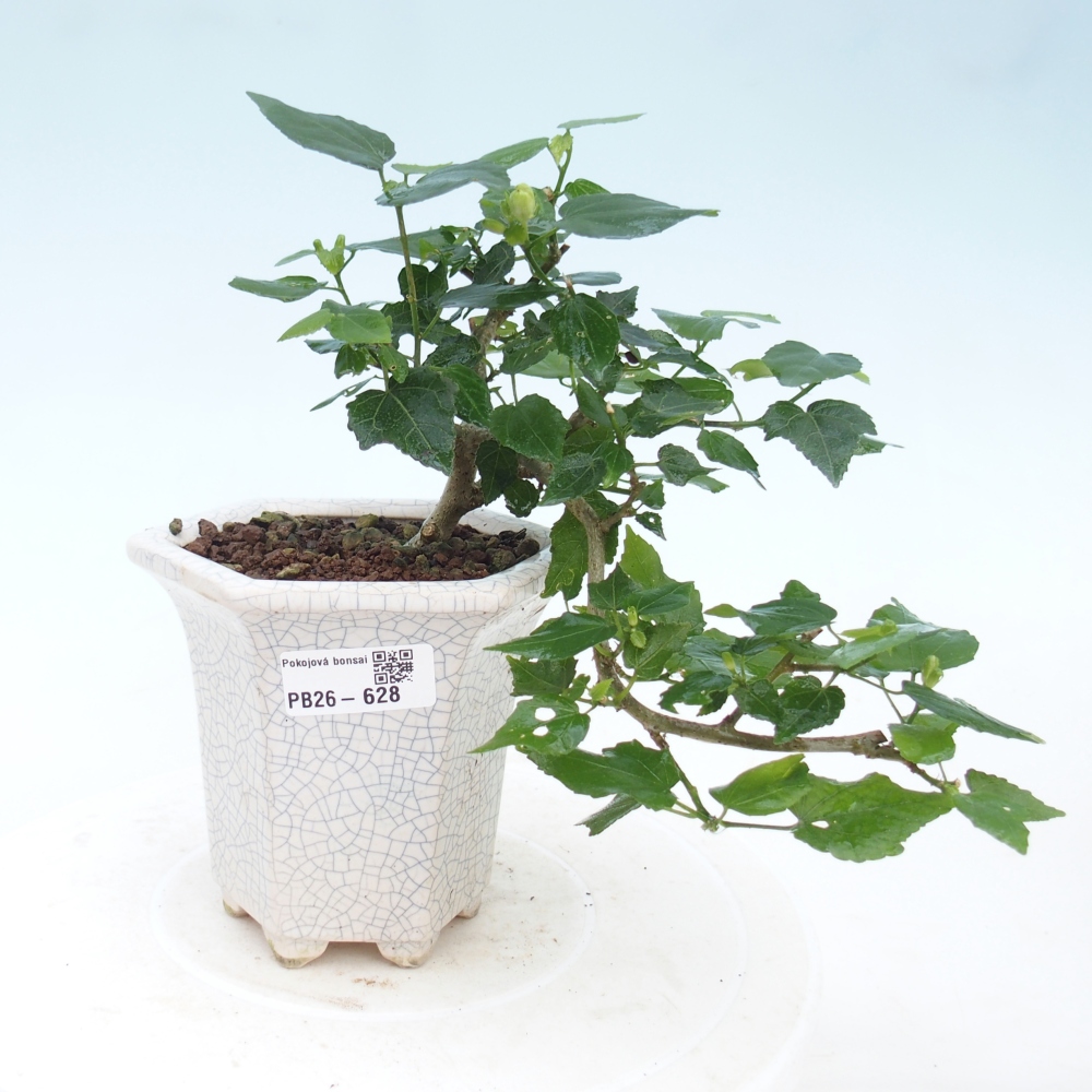 Indoor bonsai - Malvaviscus arboreus