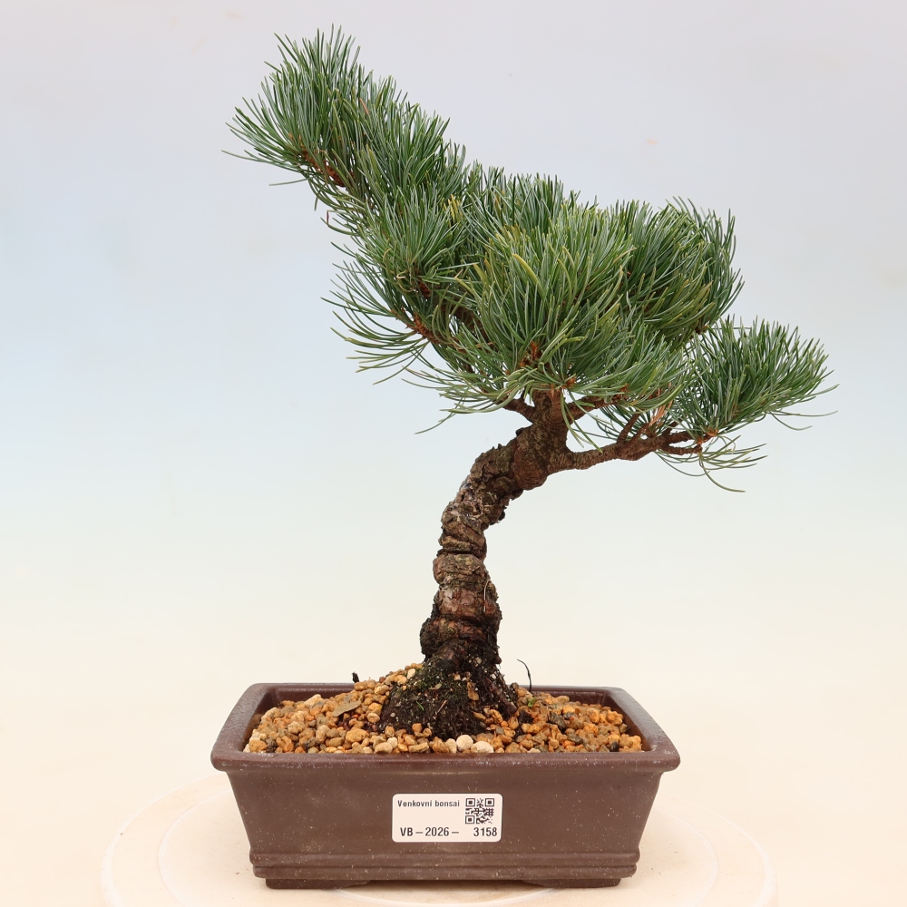 Outdoor bonsai - Pinus parviflora - Pinus parviflora