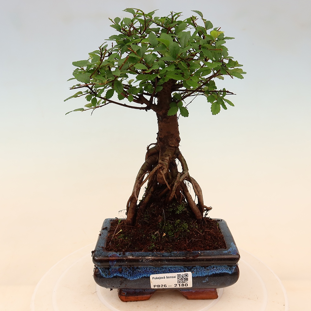 Room bonsai - Ulmus parvifolia - Small-leaved elm