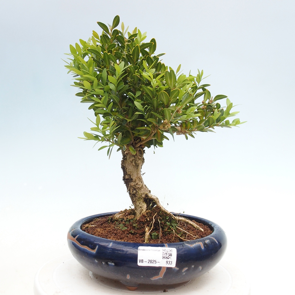 Outdoor bonsai - Buxus sempervirens - boxwood