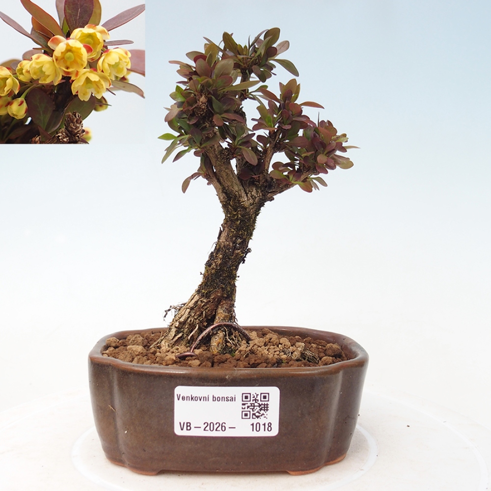 Outdoor bonsai - Berberis Thunbergii Bagatelle