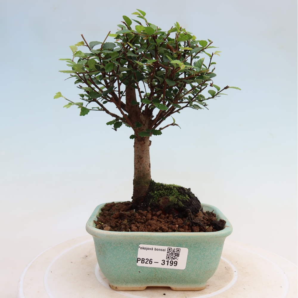 Room bonsai - Ulmus parvifolia - Small-leaved elm