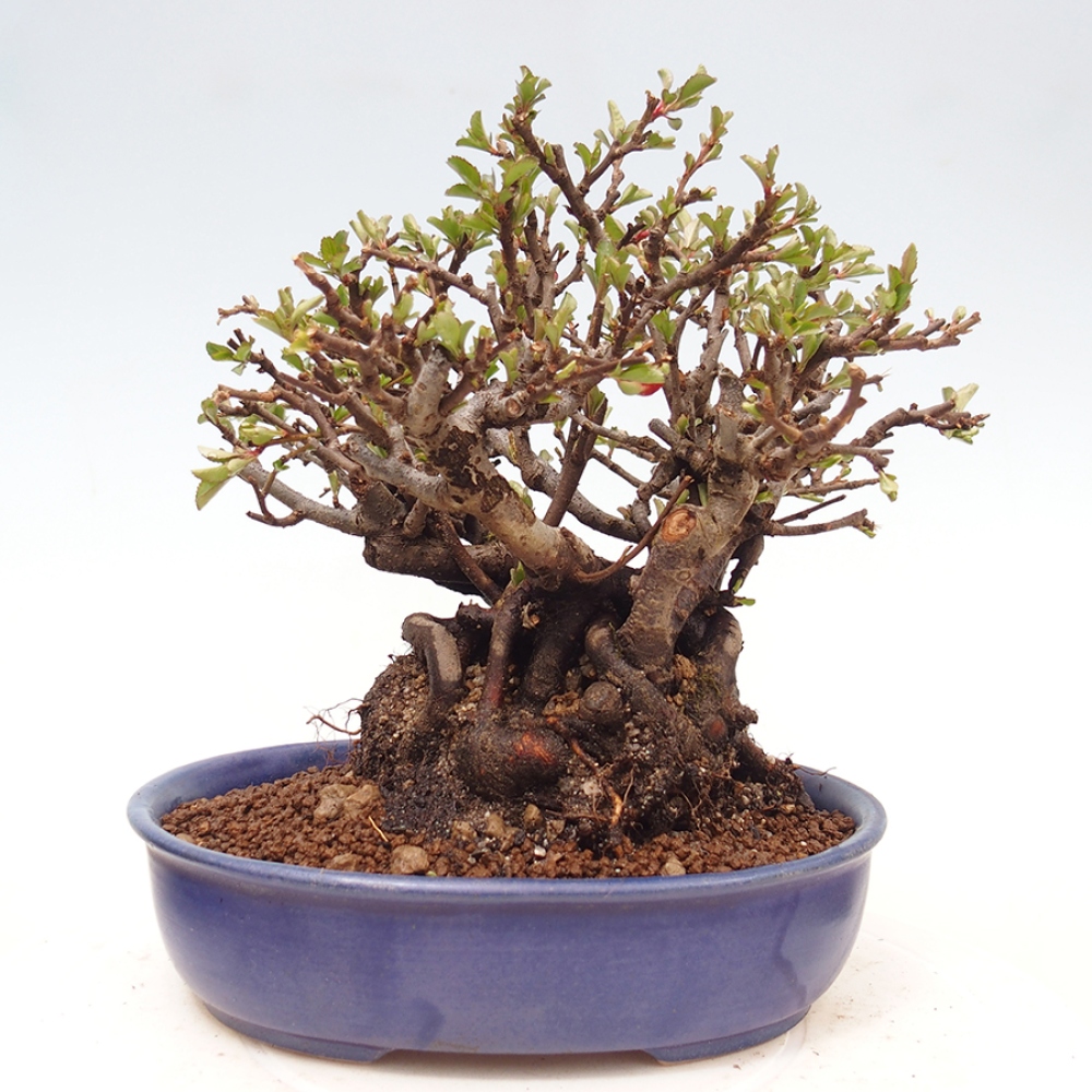 Outdoor bonsai - Chaneomeles speciosa - Quince