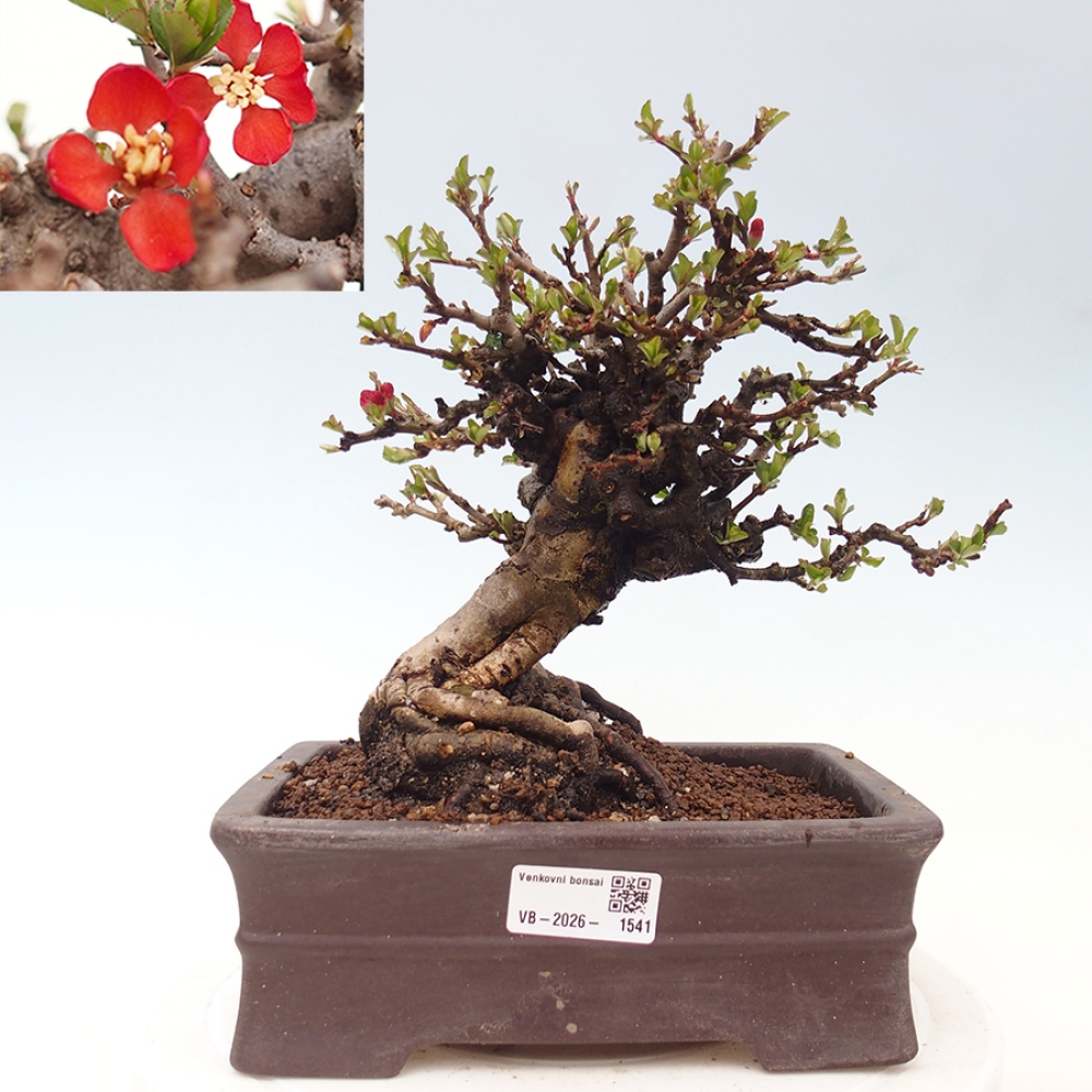 Outdoor bonsai - Chaneomeles speciosa - Quince