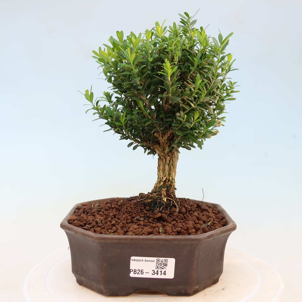 Room bonsai - Buxus harlandii - cork buxus
