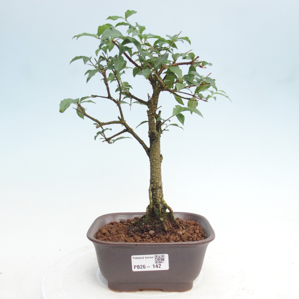 Room bonsai - Malpighia coccigera- Barbdor Cherry